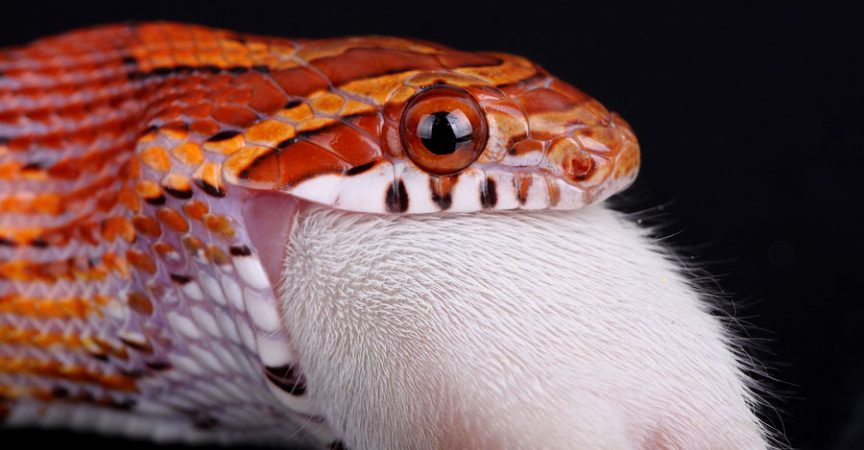 Corn-Snake-Eating - Learn About Nature