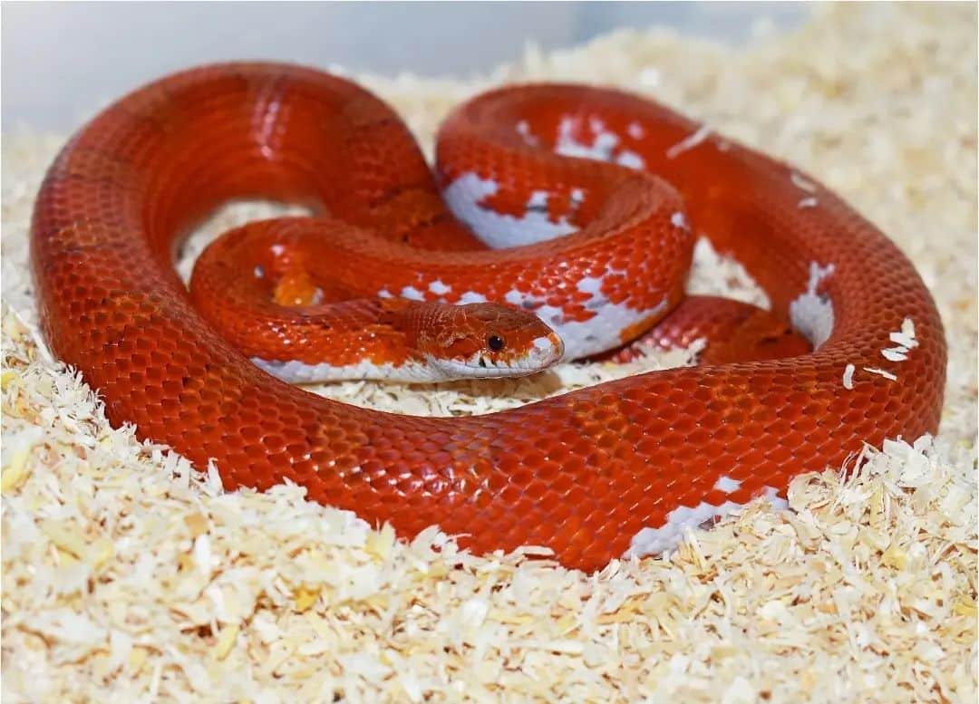 Corn Snakes - Learn About Nature