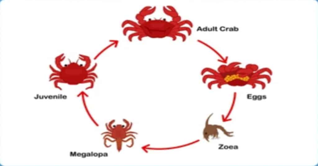 Crab Life Cycle Wheel Activity Teacher Made - vrogue.co