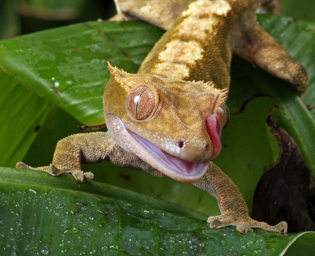 gecko teddy bear