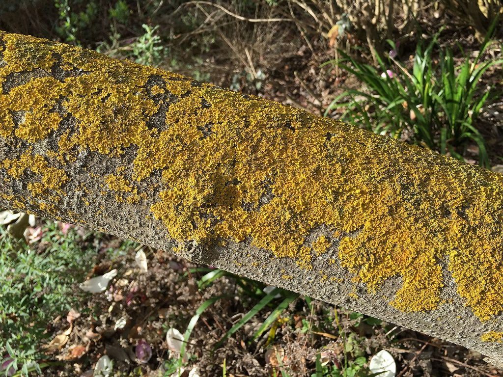 Crustose Lichen