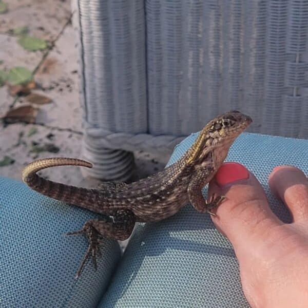 Curly Tail Lizard - Learn About Nature