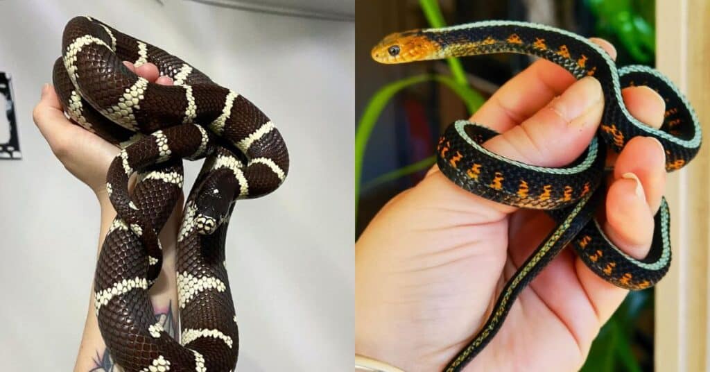 Cute Snakes That Will Change Your Mind About Serpents - Learn About Nature