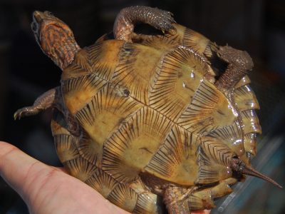 Asian Leaf Turtle - Sold for Pet Trade, Food, Or Traditional Medicine ...