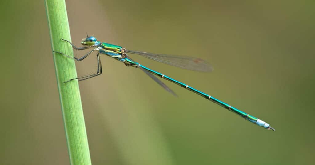 Damselfly 1