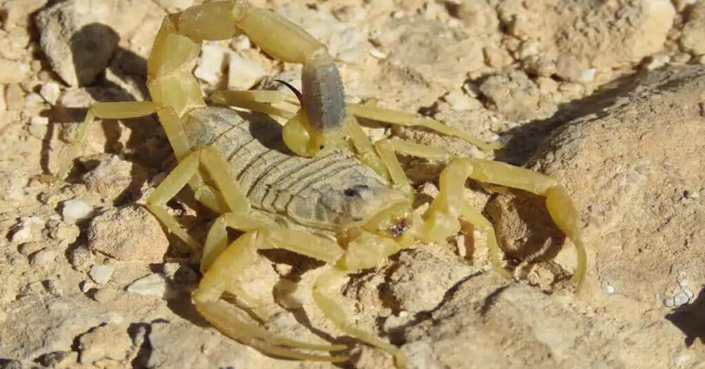 Worlds Deadliest Deathstalker Scorpion Facts   Deathstalker Scorpion 1024x536 