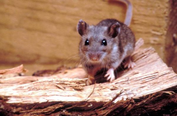 deer-mouse-learn-about-nature