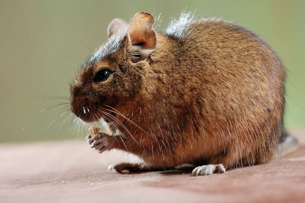 Degu