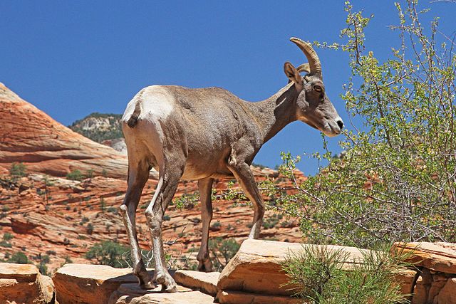 Desert Bighorn Sheep