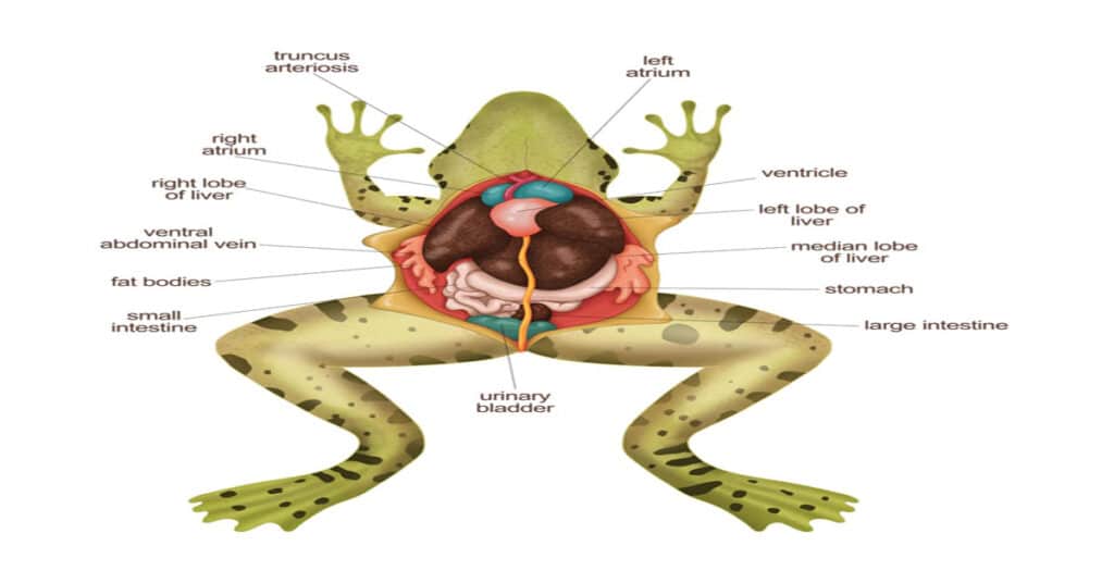 How to Draw a Diagram of Frog Anatomy - Learn About Nature