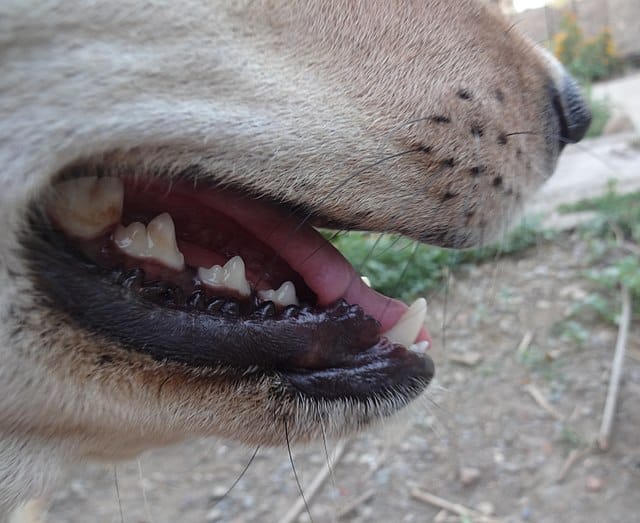 Dog Teeth close up