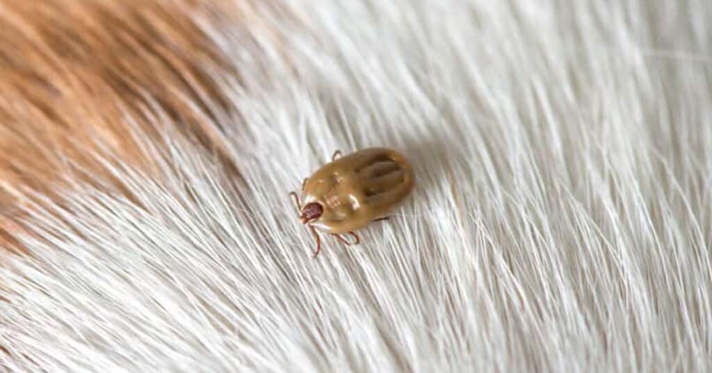 Dried Dead Tick On Dog - Learn About Nature