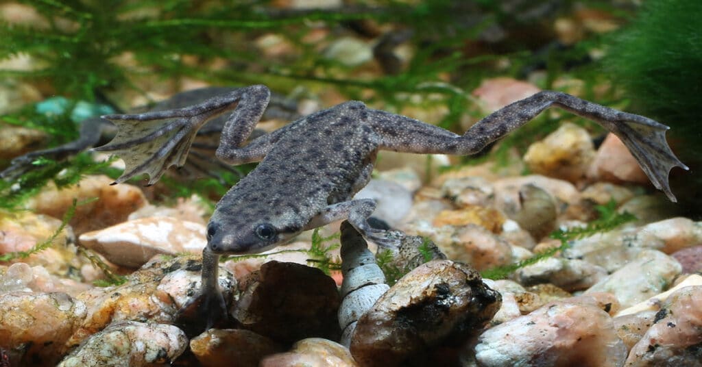 Dwarf Frog