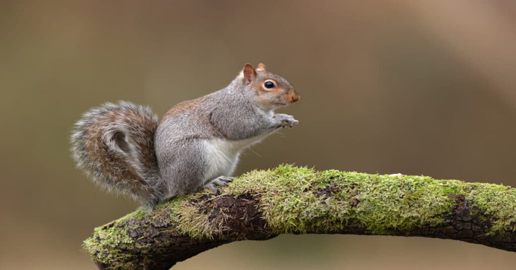 Fun Facts About Squirrels - Learn About Nature