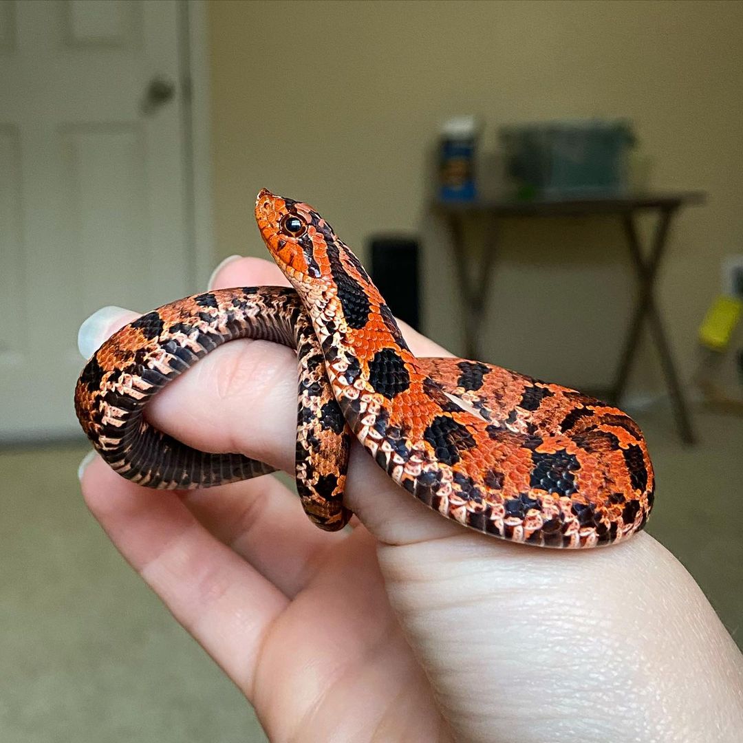 Eastern Hognose Snake - Learn About Nature