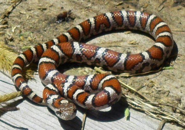 Eastern Milk Snake