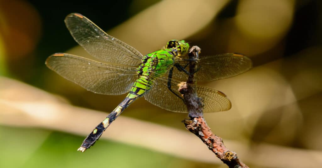 Eastern Pondhawk - Learn About Nature