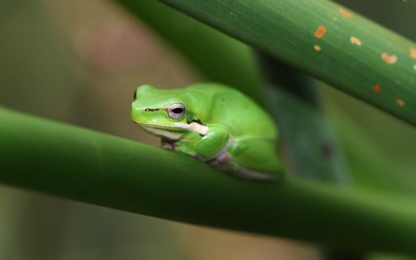 Dwarf Frog