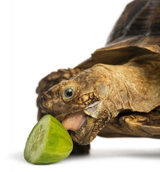 Sulcata Tortoise Eating