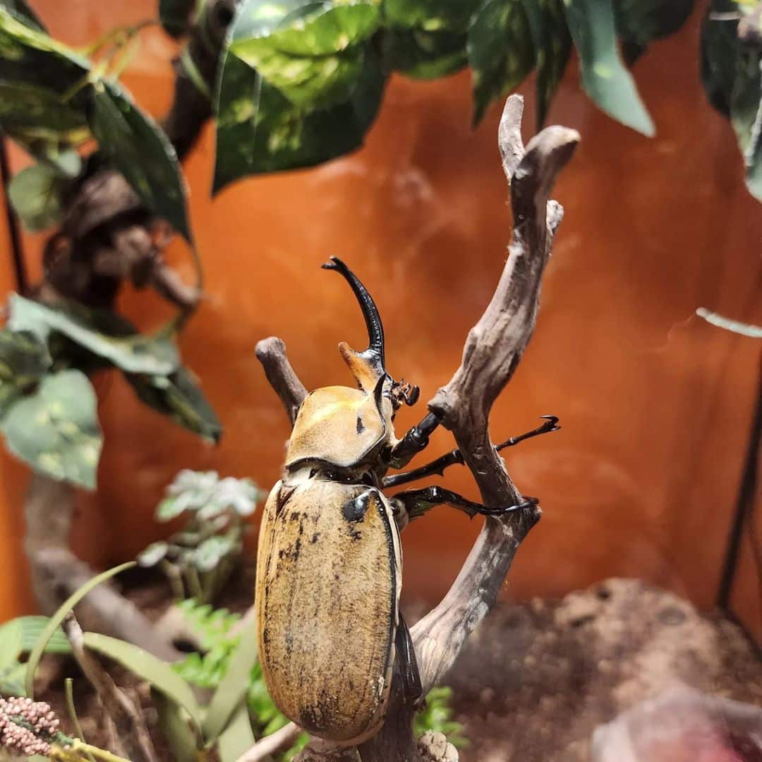 Elephant Beetle - Learn About Nature