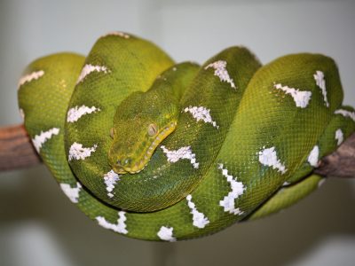 Emerald Tree Boa - Learn About Nature