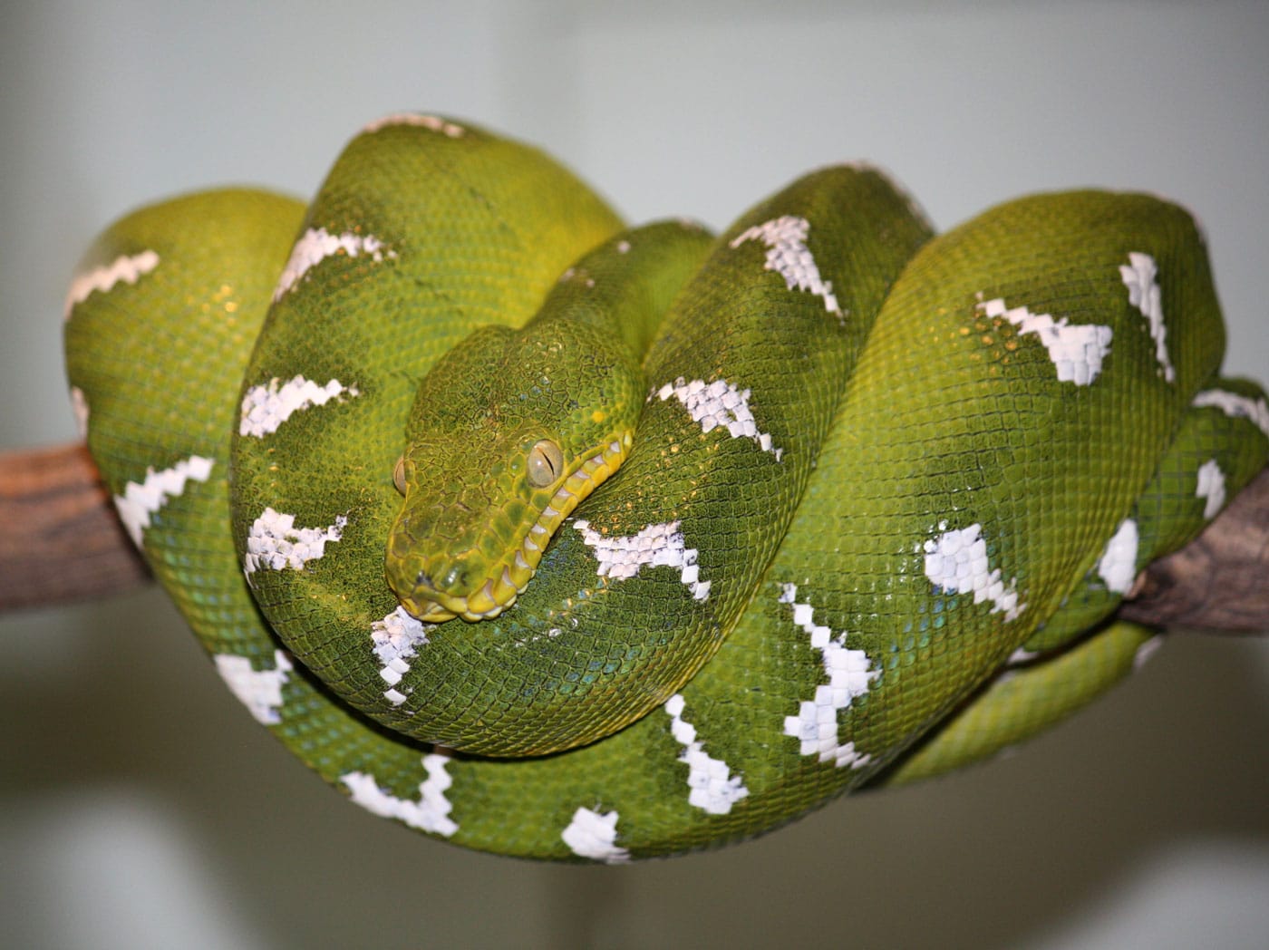 Emerald tree boas do not need light to catch their prey. They have heat  receptors that can sense nearby a…