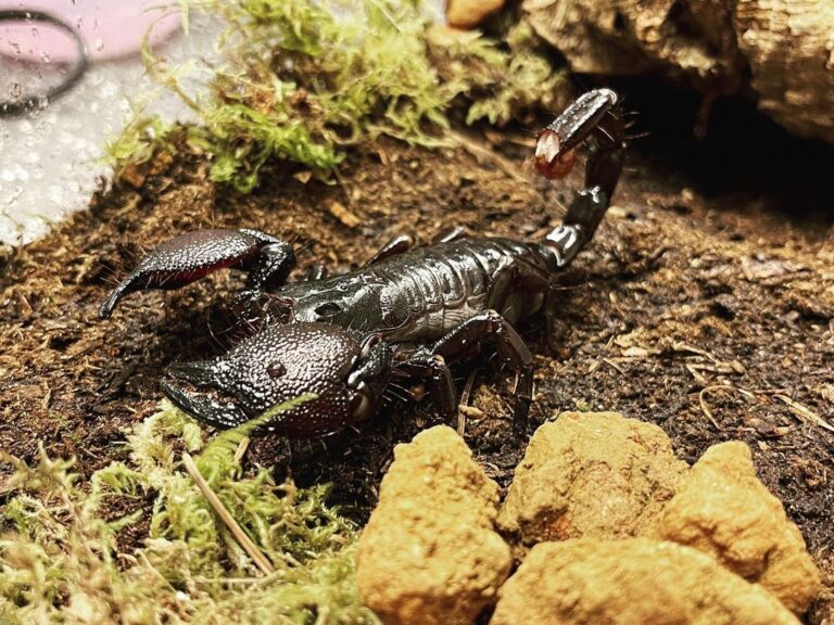 Emperor Scorpions - Everything You Need To Know