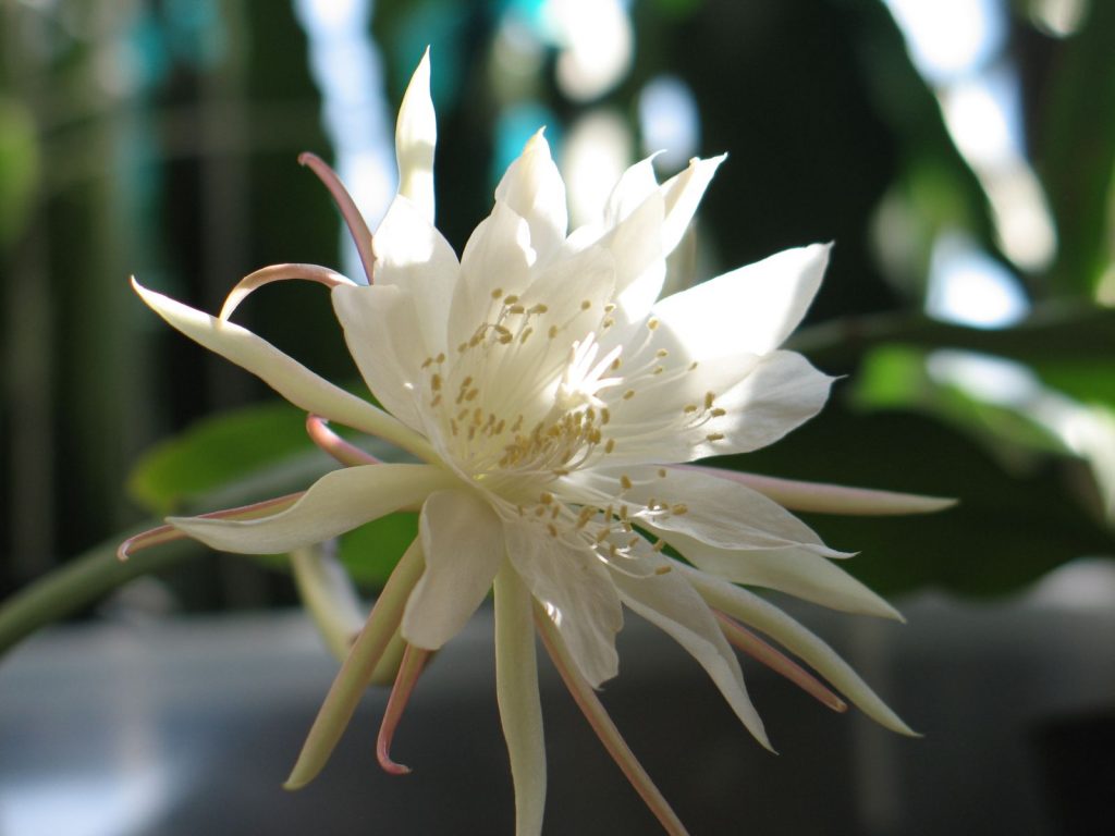 Epiphyllum