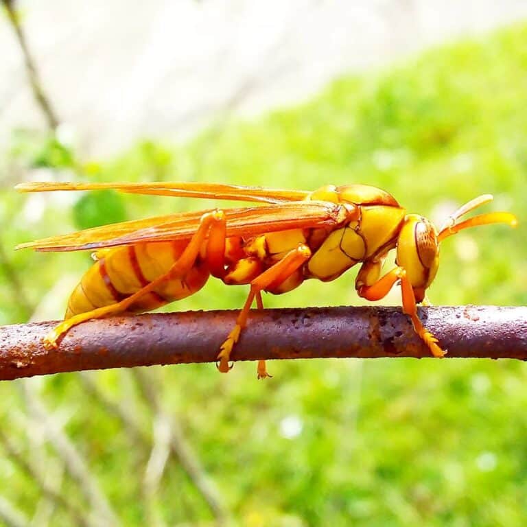 The King Of Sting: Executioner Wasp Facts