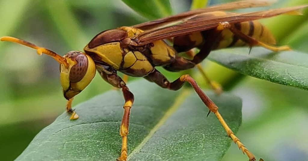 the-king-of-sting-executioner-wasp-facts