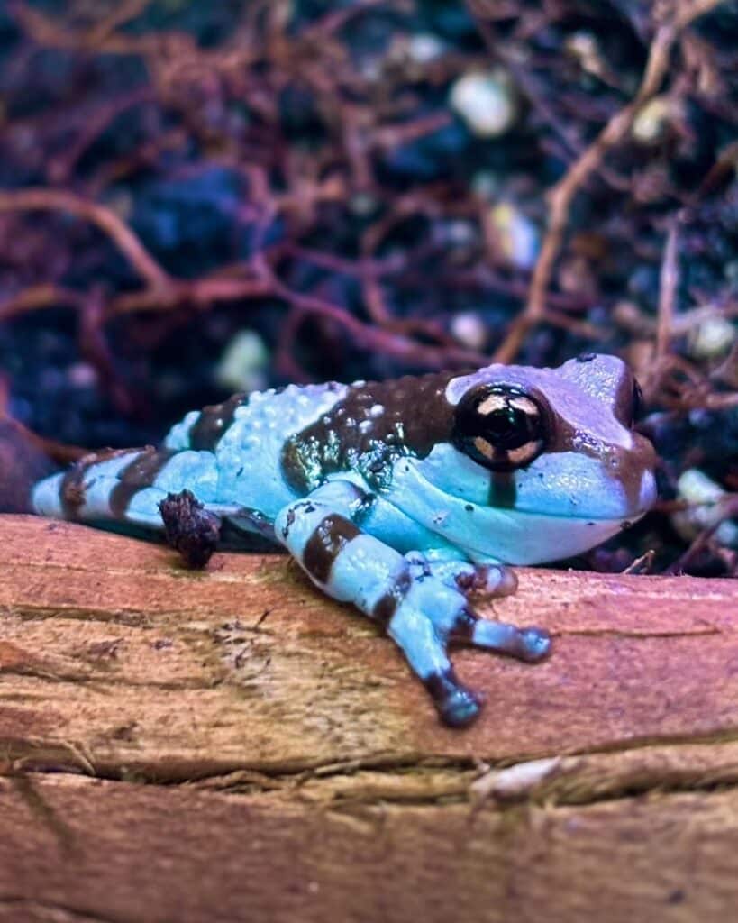 Exotic Pets Milk Frog