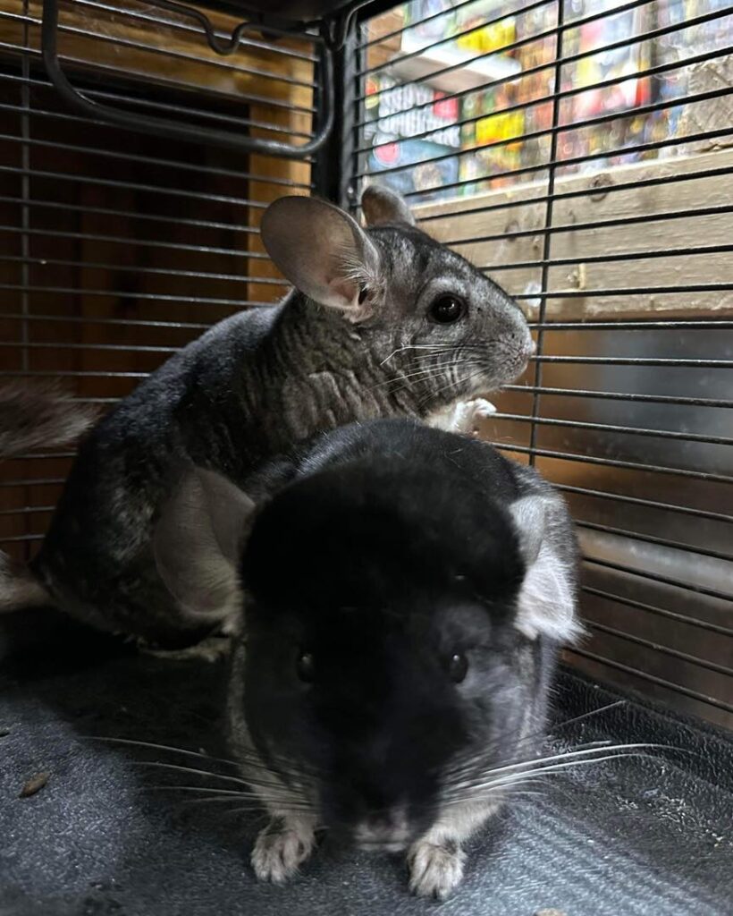 Chinchillas