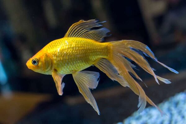 Fantail Goldfish