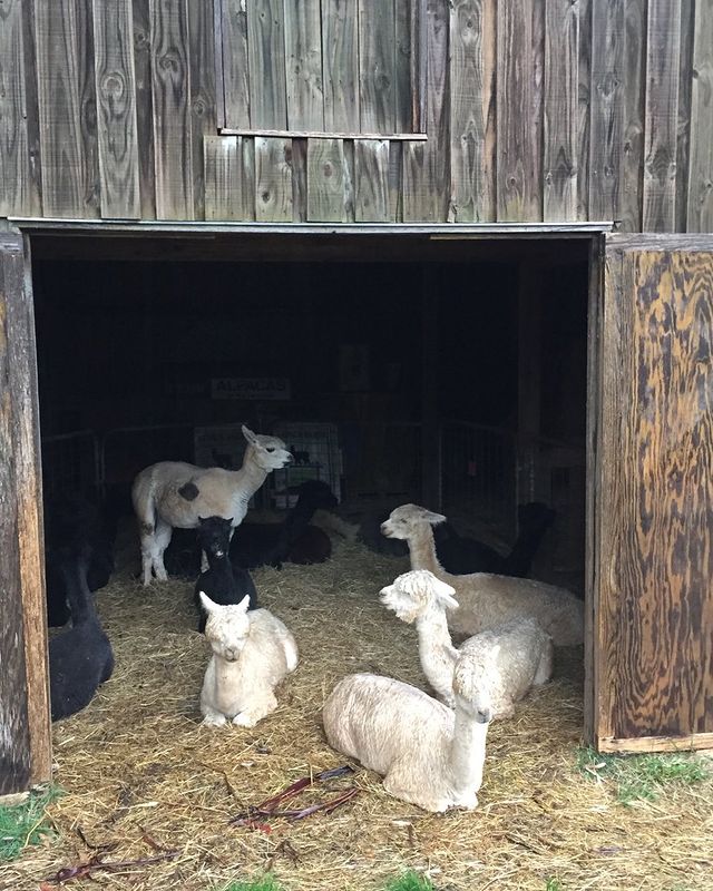 Creating the Perfect Home for Your Farm Animals with a Shed - Learn ...