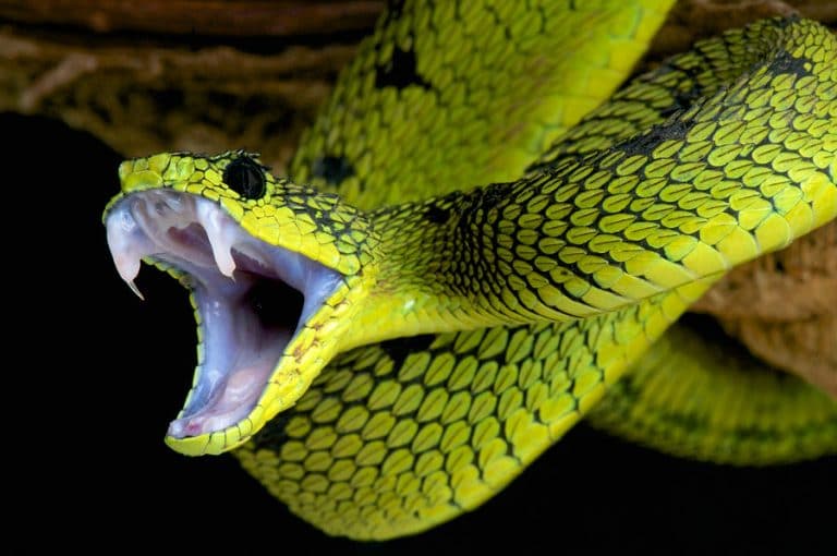 Fear Of Snakes Learn About Nature