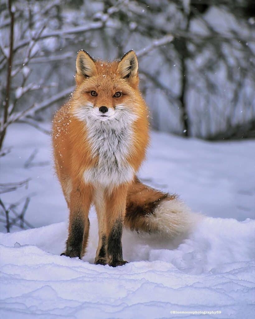 Female Fox 819x1024 