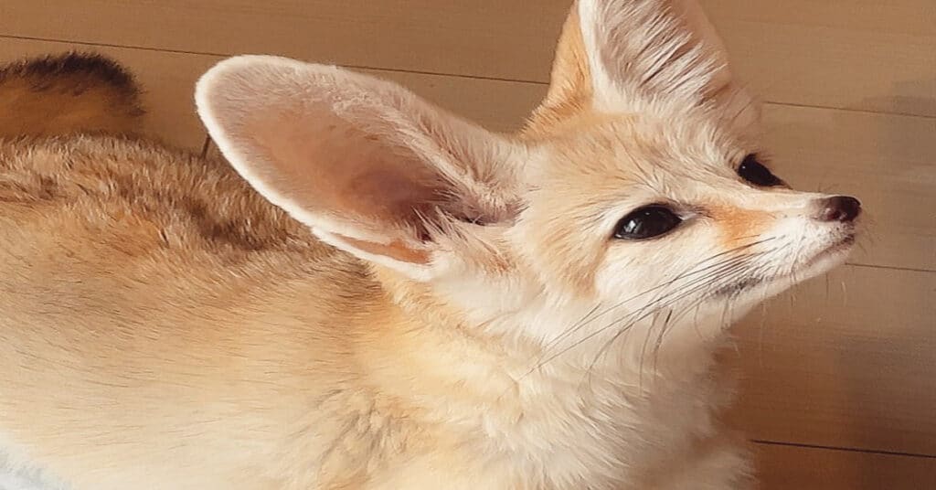 Fennec Fox - Fun Facts, Eating Habits & Habitat - Learn About Nature