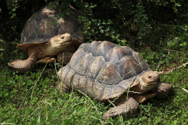 Finding Sulcata Tortoise for Sale - Sulcata Tortoise