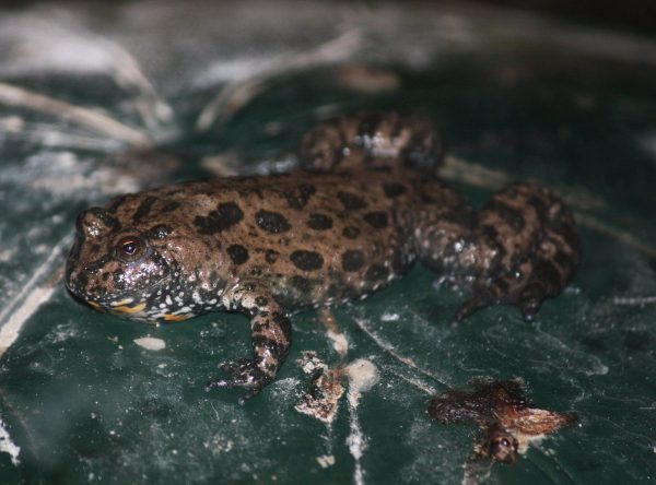 Fire Bellied Toad