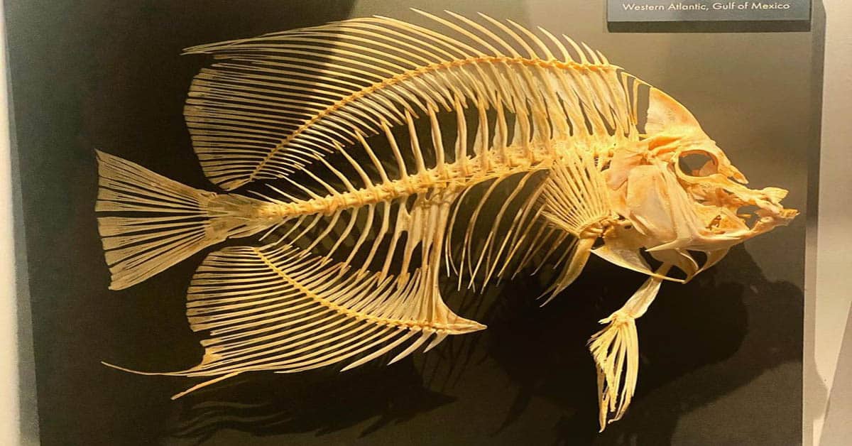 Fish Skeleton - Bone Structure of Spectacular Water Creatures - Learn About  Nature