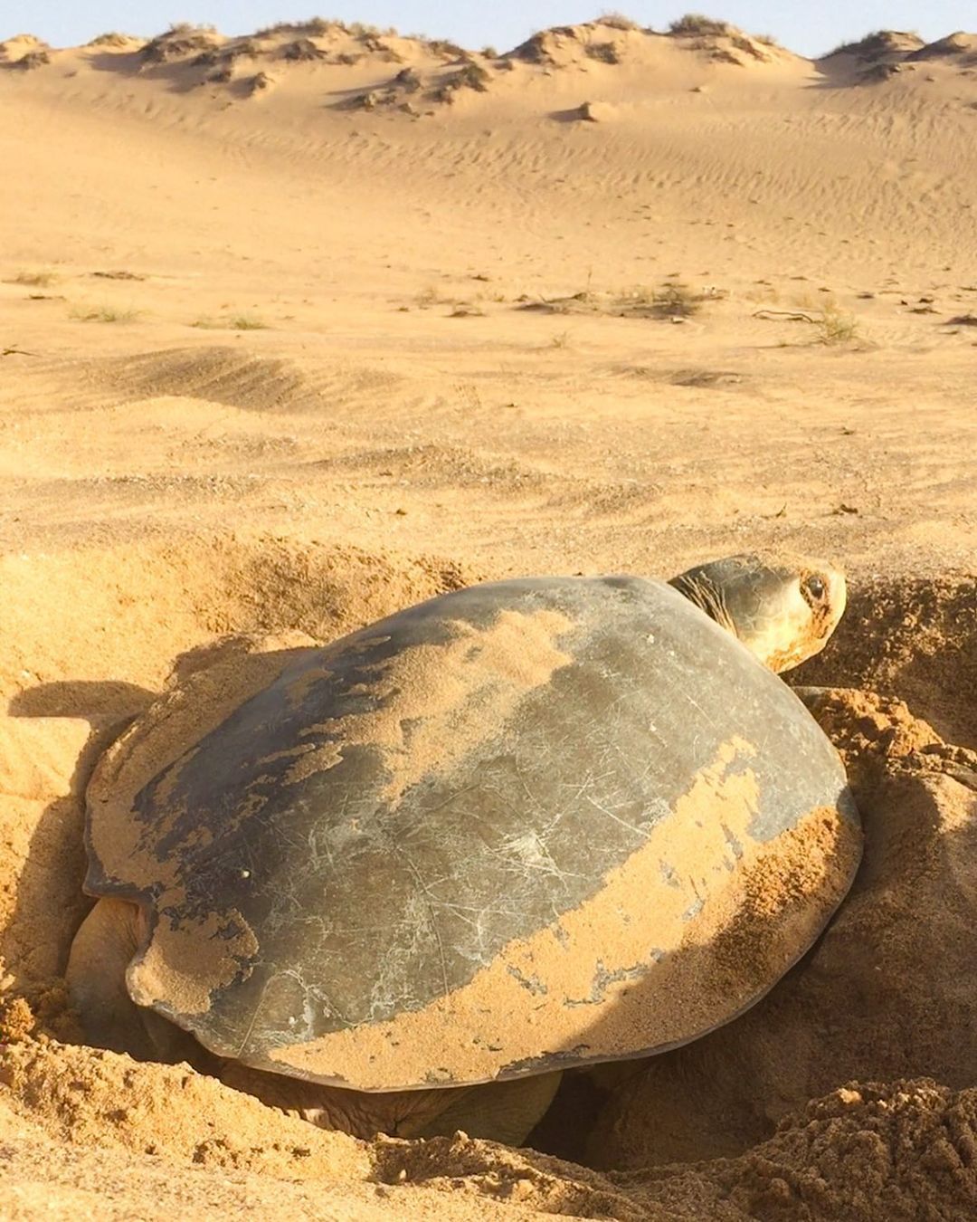 flatback-sea-turtle-learn-about-nature