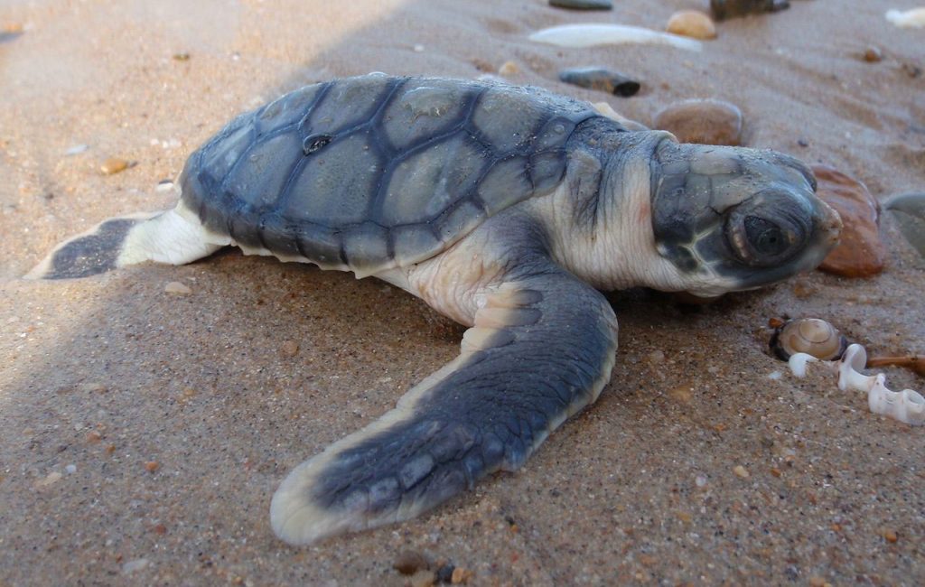 Flatback Sea Turtle - Learn About Nature