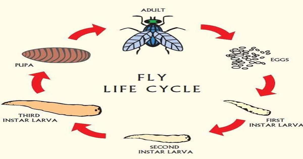 Fly Life Cycle Stages