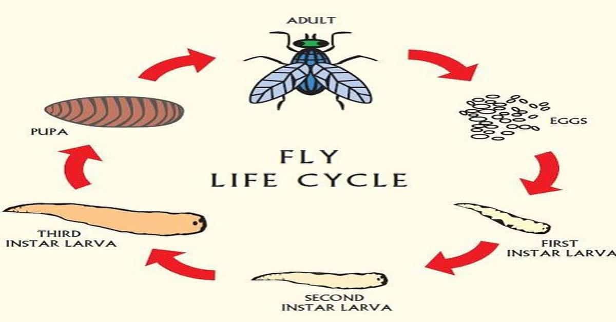 Fly Life Cycle Learn About Nature