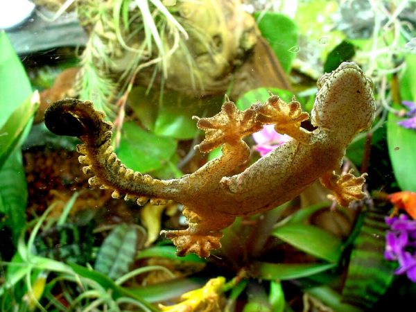 flying-geckos-an-outstanding-reptile-to-have-as-a-pet-learn-about-nature