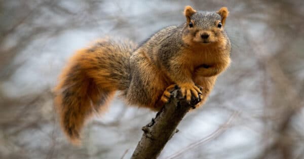 Fox Squirrel - Learn About Nature