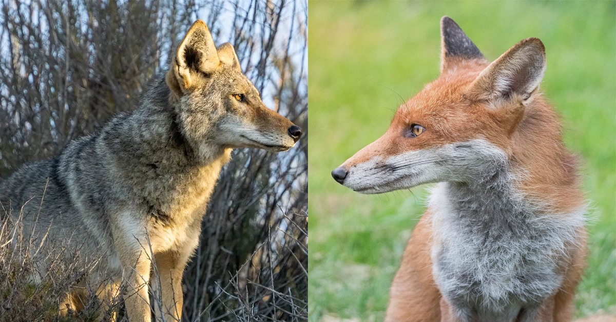 Fox vs. Coyote: Understanding the Differences and Similarities