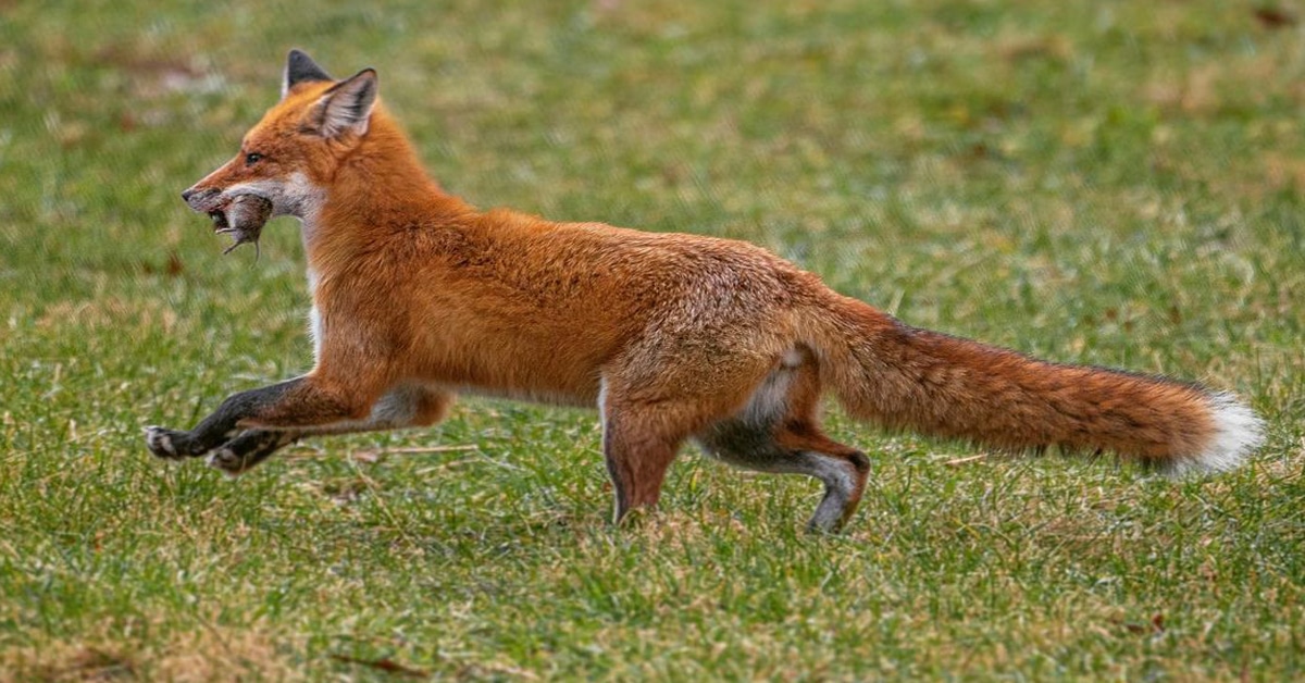 red foxes eating