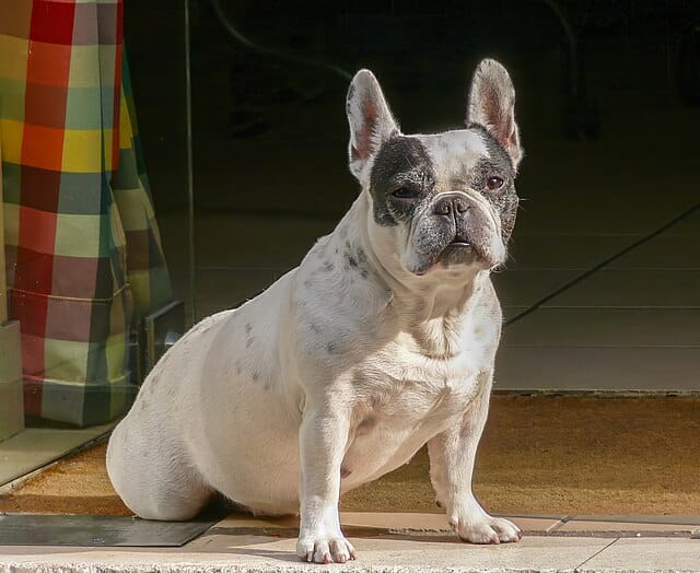 French Bulldog