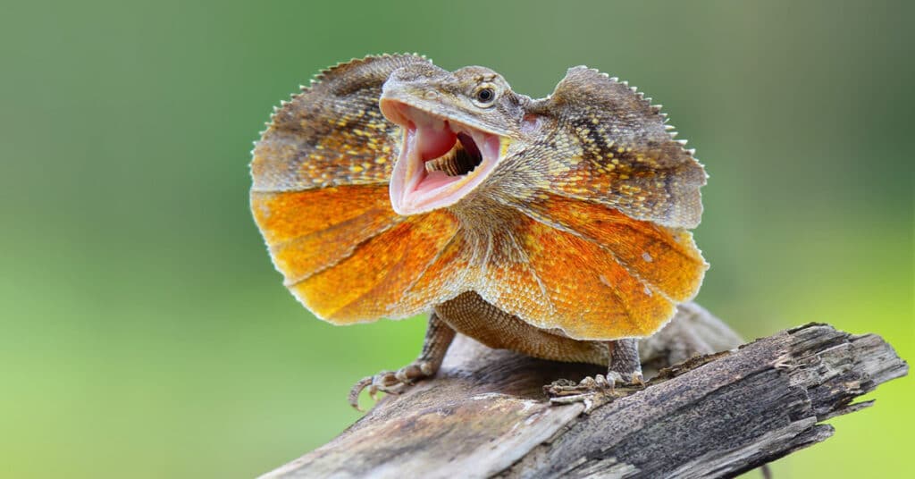 Frilled Lizard - Learn About Nature